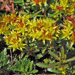 Phedimus middendorffianus