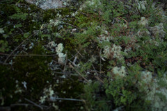 Pulchrocladia ferdinandii