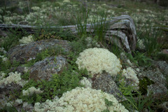 Pulchrocladia ferdinandii