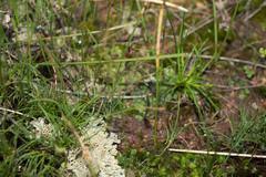 Pulchrocladia ferdinandii