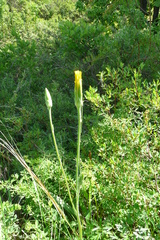 Pseudopodospermum strictum