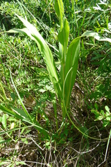 Pseudopodospermum strictum