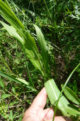 Pseudopodospermum strictum