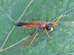 Tenthredo campestris