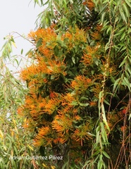 Psittacanthus schiedeanus
