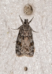 Scoparia basistrigalis