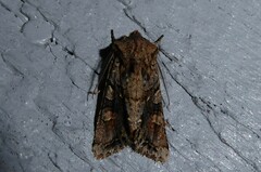 Ichneutica skelloni