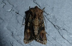 Ichneutica skelloni