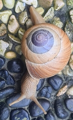 Asperitas sparsa
