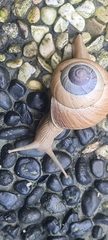 Asperitas sparsa
