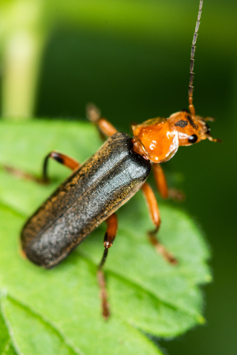 Juodablauzdis Minkštavabalis nuotrauka