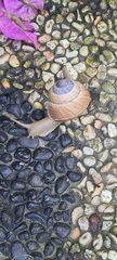 Asperitas sparsa