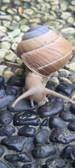 Asperitas sparsa