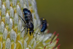 Hylaeus alcyoneus