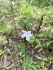 Elytraria caroliniensis