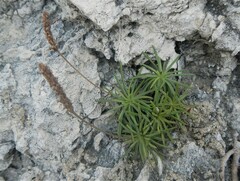 Plantago subulata