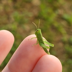 Patanga succincta