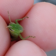 Patanga succincta