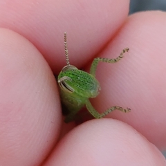 Patanga succincta