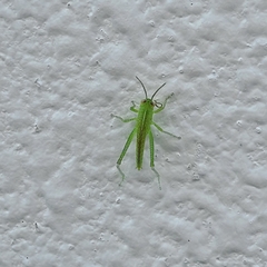 Patanga succincta