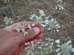 Allium diomedeum