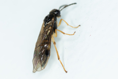 Heptamelus ochroleucus