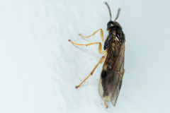 Heptamelus ochroleucus