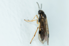 Heptamelus ochroleucus