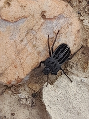 Alphasida holosericea