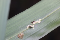 Pristomyrmex punctatus