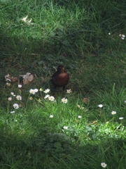 Turdus merula