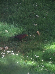 Turdus merula