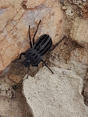 Alphasida holosericea