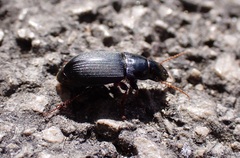 Harpalus rubripes