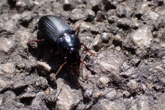 Harpalus rubripes
