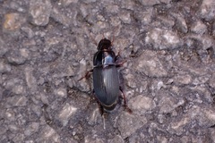 Harpalus rubripes