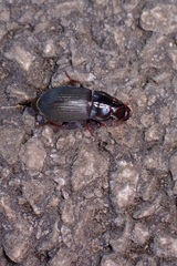 Harpalus rubripes