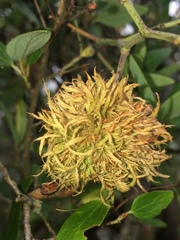 Asphondylia ceanothi