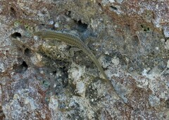 Podarcis siculus sanctinicolai