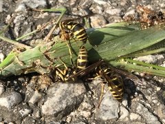 Vespula koreensis