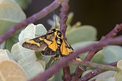 Metallarcha diplochrysa
