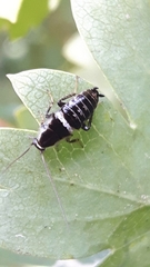 Planuncus tingitanus