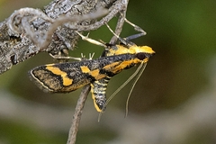 Metallarcha diplochrysa