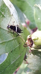 Planuncus tingitanus