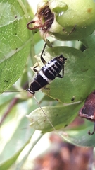 Planuncus tingitanus