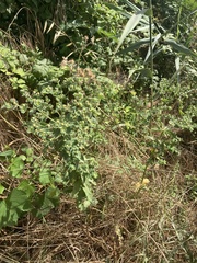 Euphorbia hirsuta