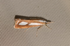 Catoptria permutatellus