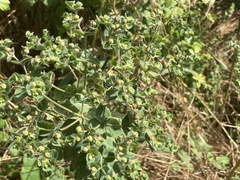 Euphorbia hirsuta