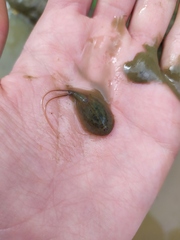 Triops cancriformis