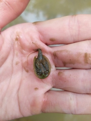 Triops cancriformis